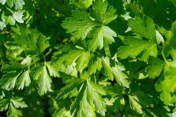 green parsley plant close-up