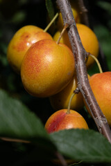 plum bush plant view