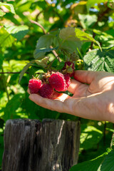 red raspberry bush close-up