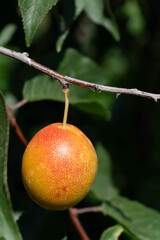 plum bush plant view