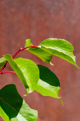 red leaf on a green background