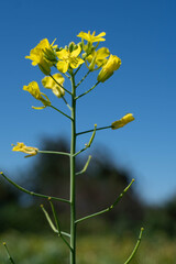 rapeseed flower yellow close-up view