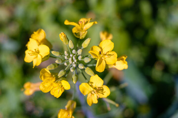 rapeseed flower close-up view