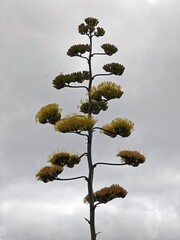 Agarvenblüte an der Algarve