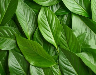 Lush green foliage of peace lily creating a vibrant botanical background visual