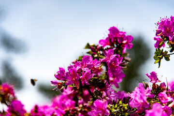 万年山のミヤマキリシマ