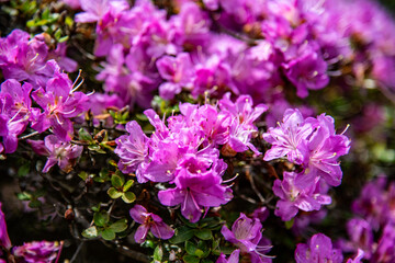 万年山のミヤマキリシマ