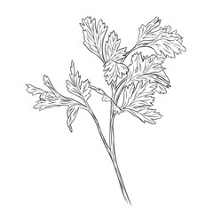 Monochrome botanical fragrant herb drawing of parsley plant isolated on white background. Graphic hand drawn ink black and white vector. Good for cooking, spa, medicinal tea, and garden, beauty