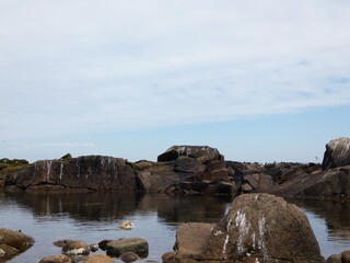 a rocky shoreline with numerous seabirds.