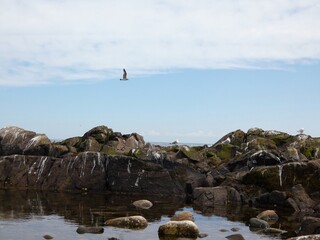 a rocky shoreline with seabirds