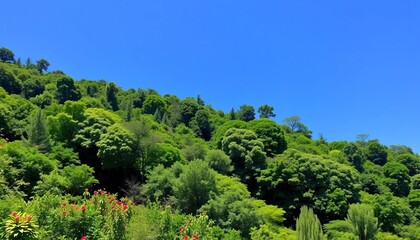 Obraz premium Lush green forest, vibrant flora, clear blue sky, biodiversity, forest