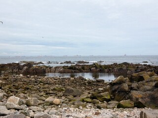 a rocky shoreline with numerous seabirds