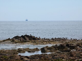 a rocky shoreline with numerous seabirds