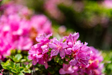 万年山のミヤマキリシマ