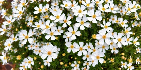 Overhead view of vibrant white Nigella damascena flowers in full bloom,  spring,  love-in-a-mist