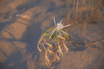 Sand lily or Sea daffodil closeup view. Pancratium maritimum, wild plant blooming, white flower, sandy beach background. Sea pancratium lily. Pancratium maritimum on mediterranean sea beach nature.