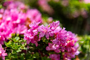 万年山のミヤマキリシマ