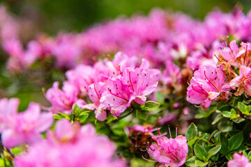 万年山のミヤマキリシマ