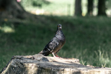 One blue pigeon stands on a stump