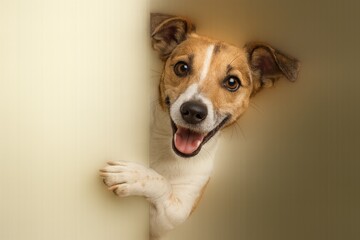 A happy Jack Russell Terrier dog peeking around a corner. A curious and playful puppy looking out from its hiding place.