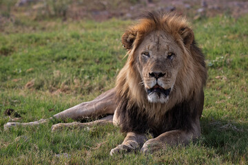 Male lion lying in the grass