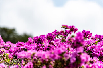 万年山のミヤマキリシマ