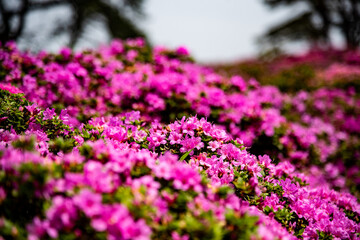 万年山のミヤマキリシマ