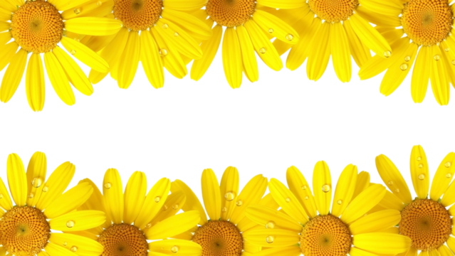 Cheerful yellow daisy frame with water droplets sparkling in the light creates a vibrant and fresh summer invitation or greeting card design