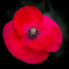 Blumen, Pflanzen