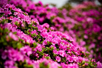 万年山のミヤマキリシマ