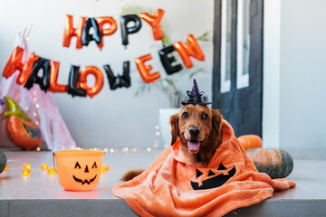 A dog in a funny Halloween witch costume lies against the background of decorations. Pumpkins and...