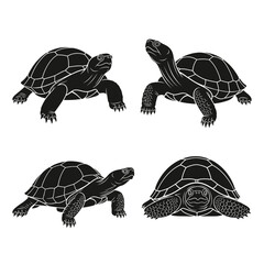 Tortoise Silhouette Vector Set on White