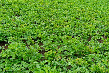 Green potato crop thriving in a rural field during the growing season under overcast skies