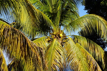 Morning in Caribbean sea island Tobago - coconut palm tree under the bright sun light and blue sky in background. Trinidad and Tobago, Tobago, Castara, March 23, 2025.