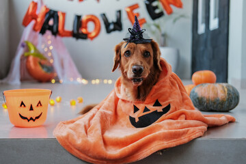 Golden retriever dog wearing a cloak and witch hat for Halloween. Dog in a costume for a Halloween...