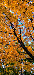 autumn trees in the park