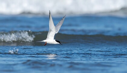 Elegant Tern Soaring Above the Ocean Waves, Hunting for Fish in Coastal Waters