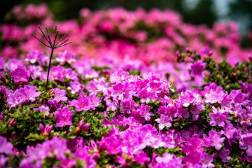 万年山のミヤマキリシマ