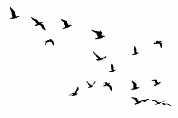 A flock of seagulls silhouetted against a white sky in flight