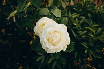 Two elegant white roses in full bloom with delicate petals and soft lighting. Close-up of fresh...