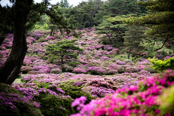 万年山のミヤマキリシマ