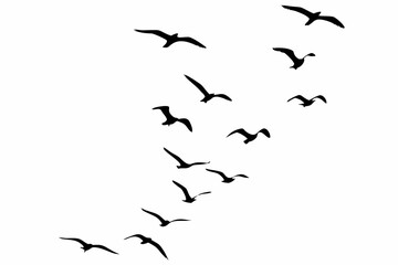 A flock of seagulls in silhouette flying in formation against a clean white background