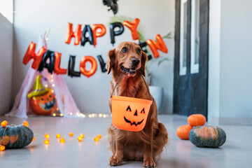 Portrait of a golden retriever dog holding a Halloween bucket in its teeth. Cute dog look for...
