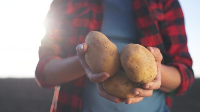 Person holding two potatoes. Farmer holding a potato in a field. Farmer holding a potato in a lifestyle field. An individual grasping two potatoes.
