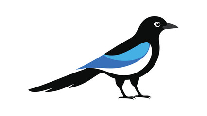 Magpie bird perched with contrasting colors ideal for folklore themed bird illustrations Vector illustration.