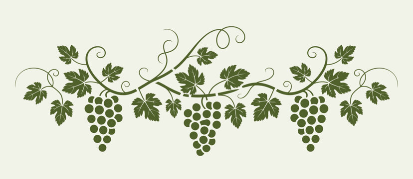 Black silhouette of grapevines with birds grapes leaves