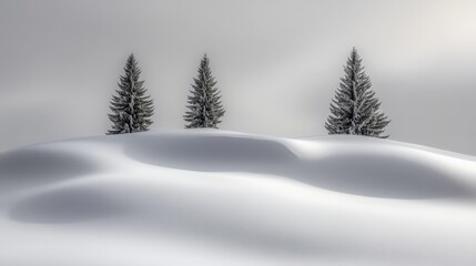 Fototapeta premium Winter Landscape with Snowy Trees in a Tranquil Setting