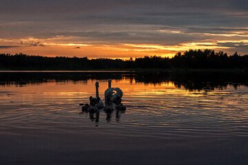 The white Swan at sunset