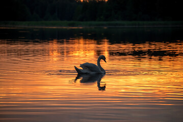 The white Swan at sunset