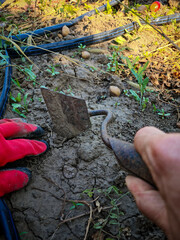 Obraz premium Work in the autumn garden. A small hoe in the hands of a farmer